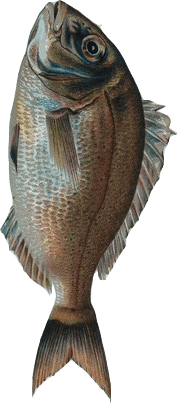 just a fish pretending to be a mobile navigation icon.