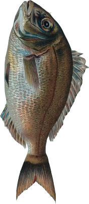 just a fish pretending to be a mobile navigation icon.