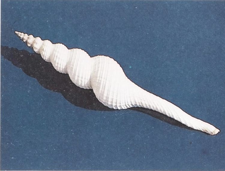 A depiction of an off-white shell placed delicately on a background of deep blue.
